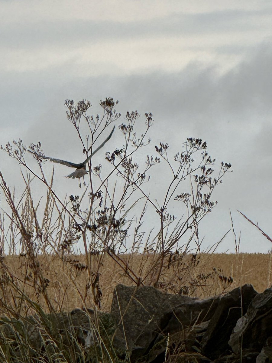 pipinuk1's tweet photo. Amazing what you see round these parts. Loving the #merlinbirdid app. #forfar #scotland #BirdsSeenIn2026 https://t.co/X6nAuBauAz