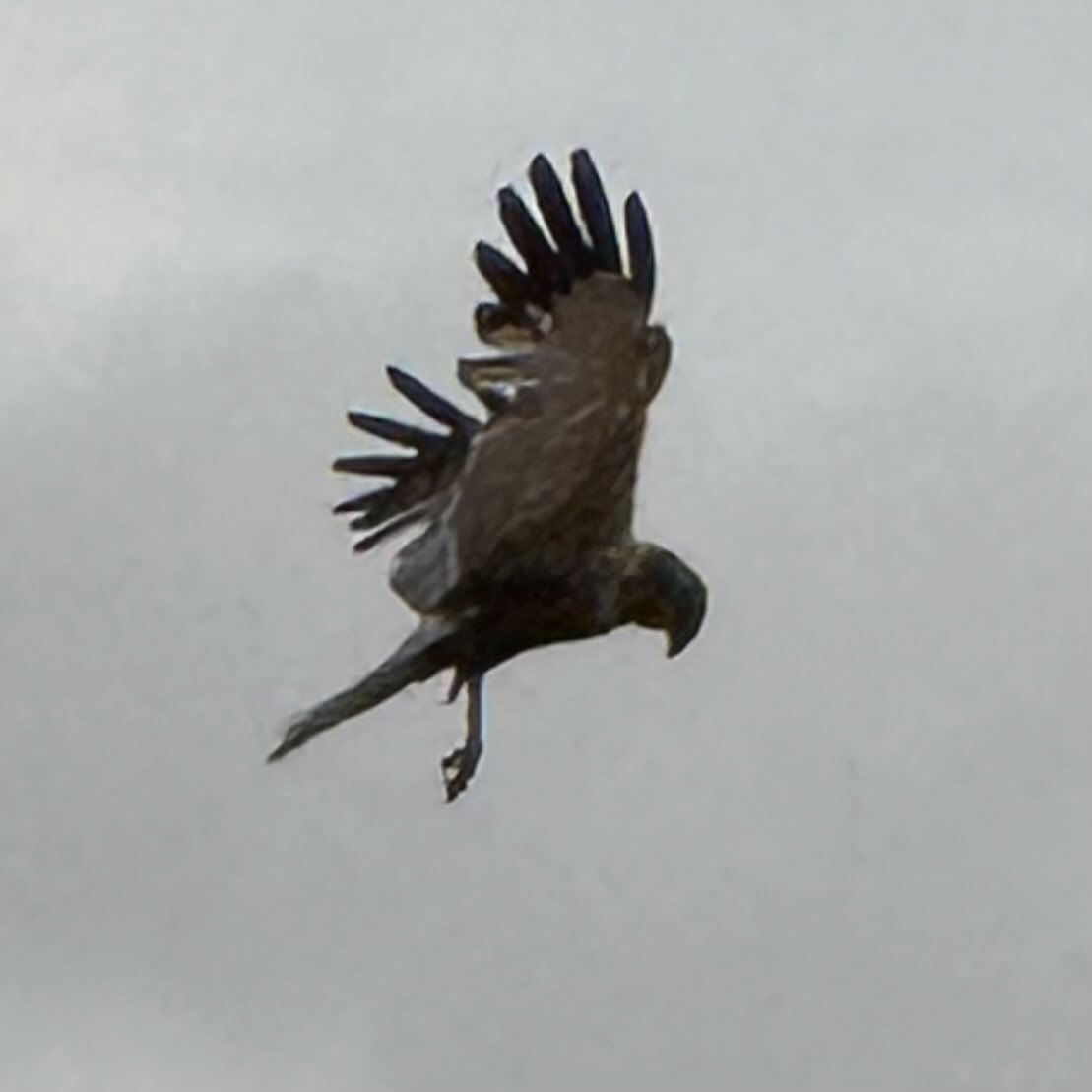 pipinuk1's tweet photo. Amazing what you see round these parts. Loving the #merlinbirdid app. #forfar #scotland #BirdsSeenIn2026 https://t.co/X6nAuBauAz