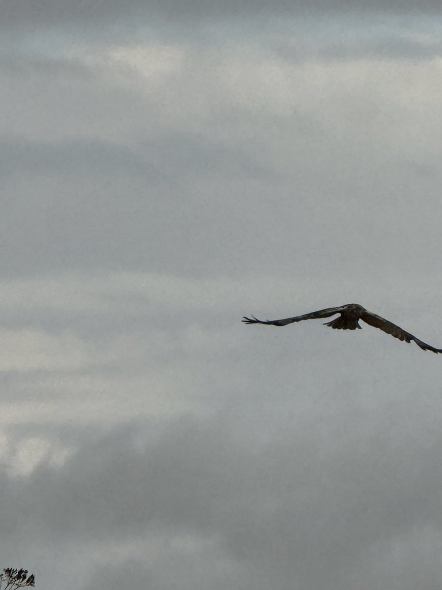 pipinuk1's tweet photo. Amazing what you see round these parts. Loving the #merlinbirdid app. #forfar #scotland #BirdsSeenIn2026 https://t.co/X6nAuBauAz