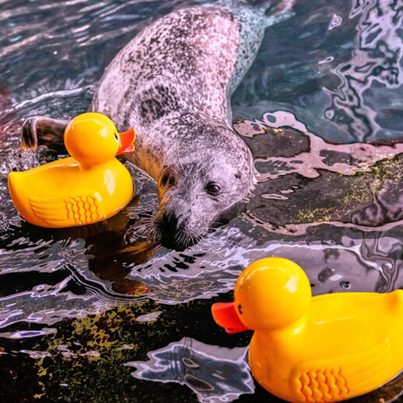 AMAZlNGNATURE's tweet photo. Meet Reggae, the seal who's obsessed with a rubber duck

At 32 years old, he still searches for, hugs, and carries his favorite toy as part of his daily enrichment routine https://t.co/SA6qUnTTAl