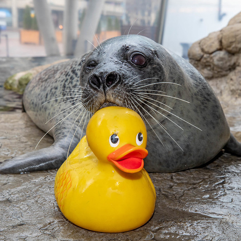 AMAZlNGNATURE's tweet photo. Meet Reggae, the seal who's obsessed with a rubber duck

At 32 years old, he still searches for, hugs, and carries his favorite toy as part of his daily enrichment routine https://t.co/SA6qUnTTAl