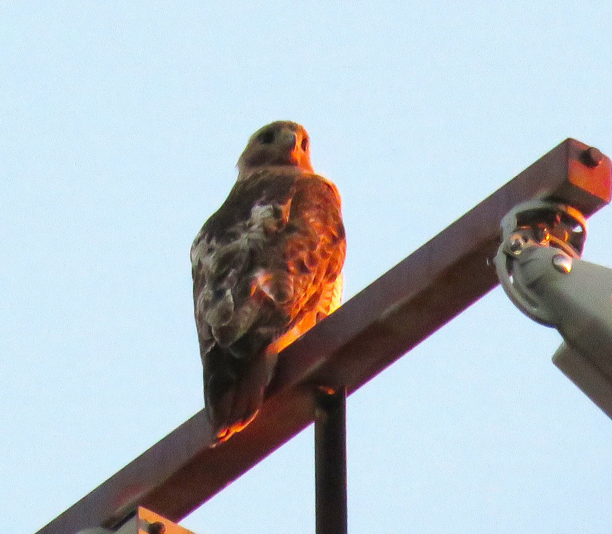 CornellHawks's tweet photo. 18:15, 8/4   Arthur spotted twice this evening. 

First sighting on the Smoke Stack, then later at the Stadium light.   

One of the P's spotted hunting from the top of Uris Hall.

Wonderful evening photos courtesy Suzanne &amp; woodg! https://t.co/lskZTaWwKO
