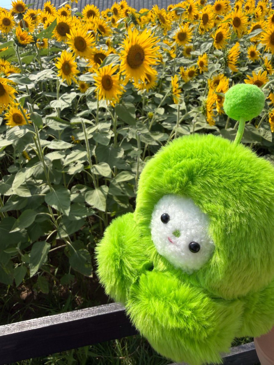 misisippinui's tweet photo. きれいだね🌻 https://t.co/aBU6dYjGUP