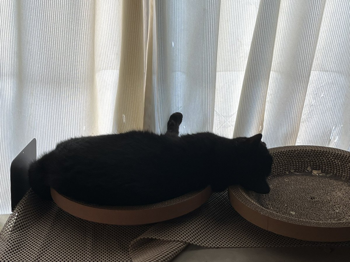 pigbubu3's tweet photo. 2個使う黒猫 https://t.co/QUq4zMb6AK