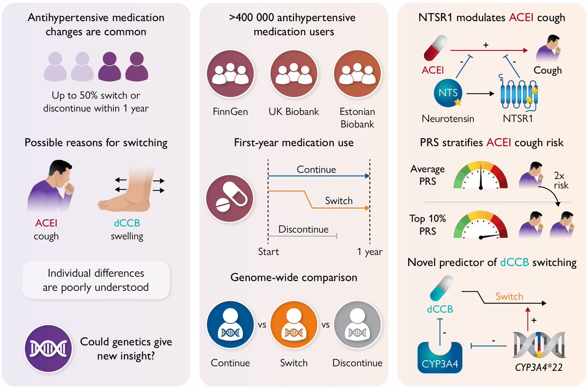 MedicalTel6223's tweet photo. 🔬 BREAKING from European Heart Journal:

A large‑scale pharmacogenomic study integrating genomic and longitudinal medication data from >400,000 antihypertensive users across three population‑based biobanks (FinnGen, UK Biobank, and Estonian Biobank) identified genetic predictors of short‑term antihypertensive medication switching and discontinuation.

✅ 14 genome‑wide significant loci were identified for switching from ACE inhibitors (ACEI) and dihydropyridine calcium channel blockers (dCCB) to other antihypertensives
✅ Neurotensin‑NTSR1 pathway implicated in ACEI‑induced cough: a 320‑fold Finnish‑enriched missense variant in NTSR1 (G301R) was strongly protective (OR: 0.49; P = 3.3 × 10⁻⁴³); a variant near RASSF9 tagging the neurotensin gene NTS was also identified (OR: 0.74; P = 1.2 × 10⁻⁴⁹)
✅ Drug‑gene interaction analysis showed NTSR1 G301R carriers had reduced ACEI‑induced cough risk (interaction OR: 0.39; P = 8.1 × 10⁻⁴)
✅ CYP3A4*22 — a functional allele associated with reduced enzyme activity — was identified as a novel predictor of dCCB switching (OR: 1.23; P = 6.1 × 10⁻¹⁰), supporting genotype‑guided prescribing for calcium channel blockers
✅ A polygenic risk score for ACEI switching predicted two‑fold higher ACEI cough risk in the top 10% PRS group compared with the middle 20% in an independent replication sample
✅ Sex differences were observed: female sex was associated with higher risks of switching (OR: 1.13–1.88) and discontinuation (OR: 1.25–1.66); three ACEI switch variants showed stronger effects in females

This study extends the classical bradykinin‑substance P model of ACEI‑induced cough to include neurotensin‑NTSR1 signalling, identifies CYP3A4*22 as a functional predictor for dCCB switching, and validates medication use trajectories as a powerful framework for pharmacogenetic discovery. 📖

📄 Read the full paper: Side effects in hypertension treatment: a pharmacogenomic analysis
🔗 DOI: 10.1093/eurheartj/ehag575

#EHJ #Pharmacogenomics #Hypertension #ACEI #Genetics #Cardiology #PrecisionMedicine