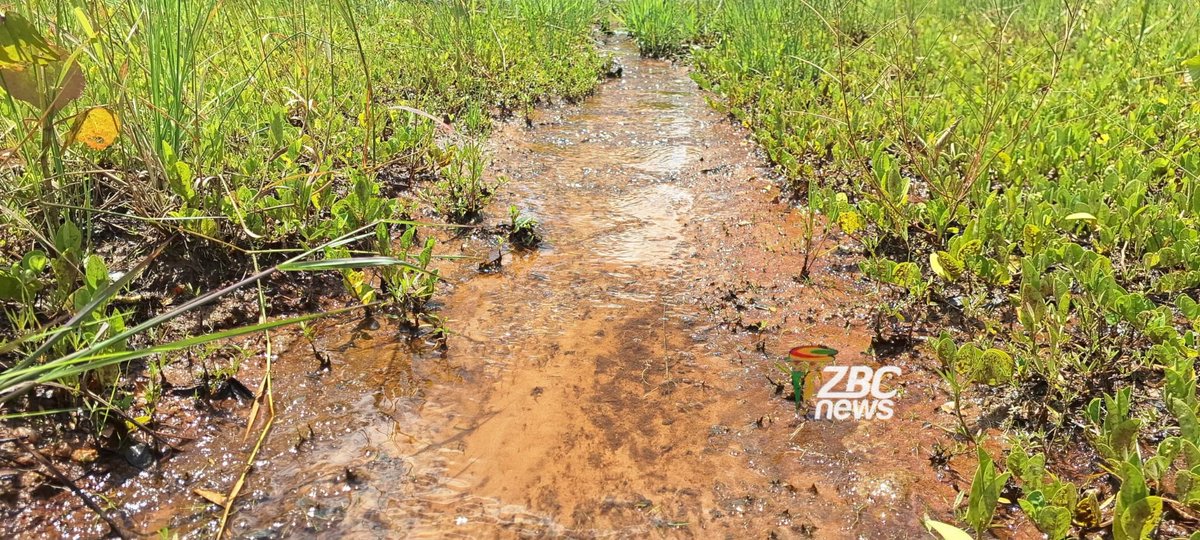 benjaminmudanhu's tweet photo. A community-led conservation project in Binga is restoring wetlands while supporting sustainable agriculture, food security and improved livelihoods for dozens of households. https://t.co/kvlKr29YMt