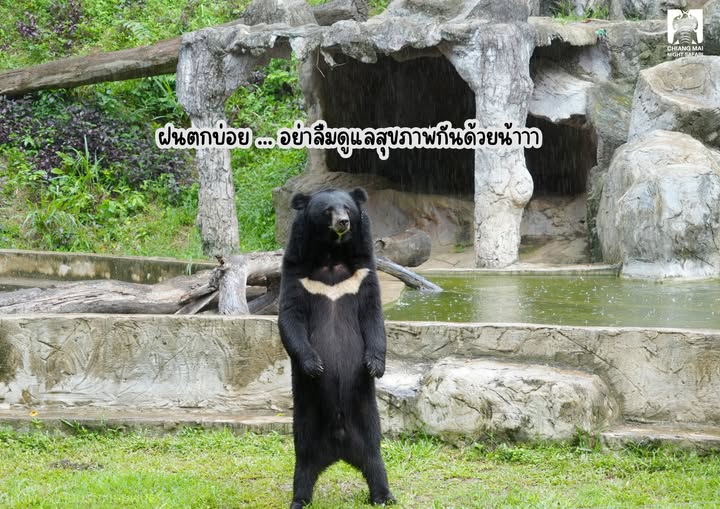 CMNightsafari's tweet photo. เดี๋ยวฝนตก📷 ... เดี๋ยวแดดออก 📷
รักษาสุขภาพกันด้วยนะ พี่หน้าขาวเป็นห่วงคร้าบบบบบ 📷
#ChiangMaiNightSafari #เชียงใหม่ไนท์ซาฟารี https://t.co/4U7GIMOAOJ