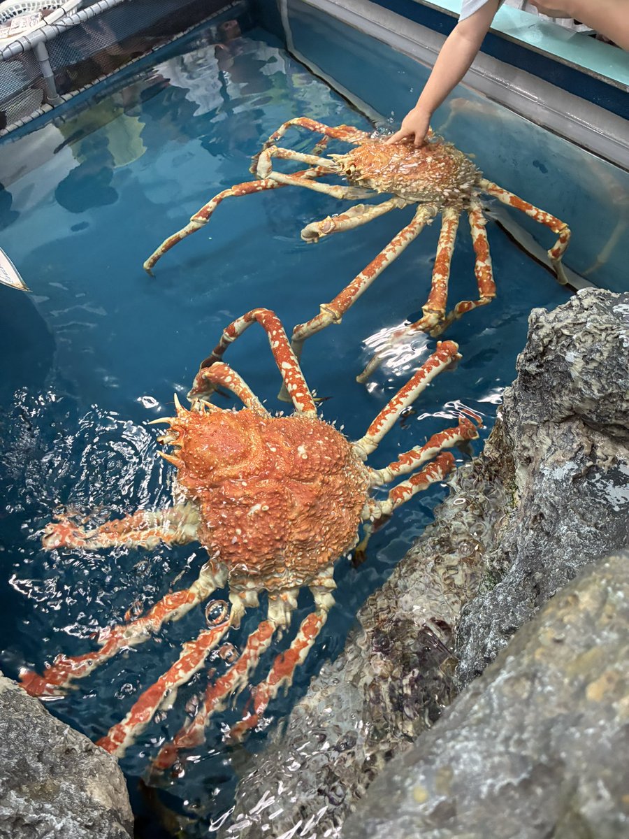 pluto8321's tweet photo. タカアシガニ触ったー https://t.co/Ozf9JTd7Wn