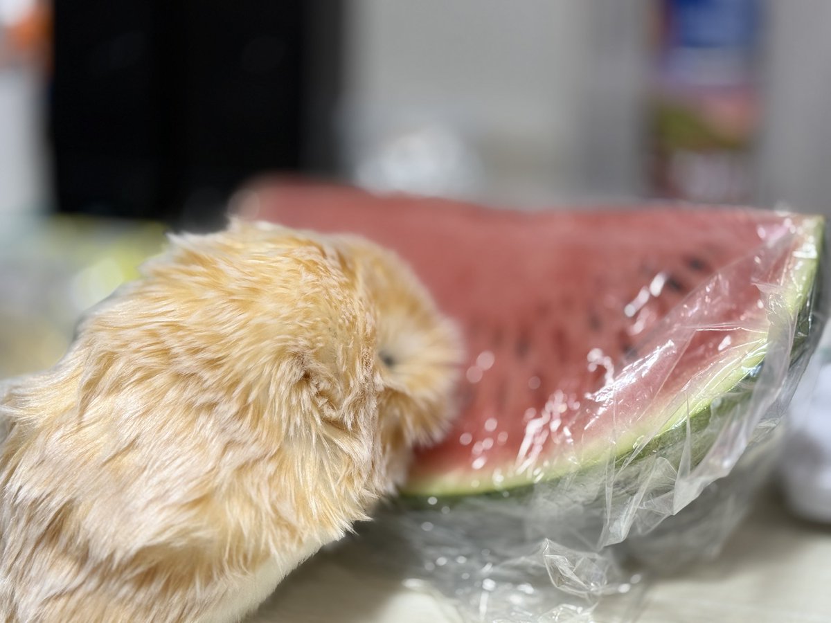 roka323232's tweet photo. うにより大きなスイカをいただきました🍉😋
うんうん、後で切って食べようね😊 https://t.co/oL3b5ek4rV