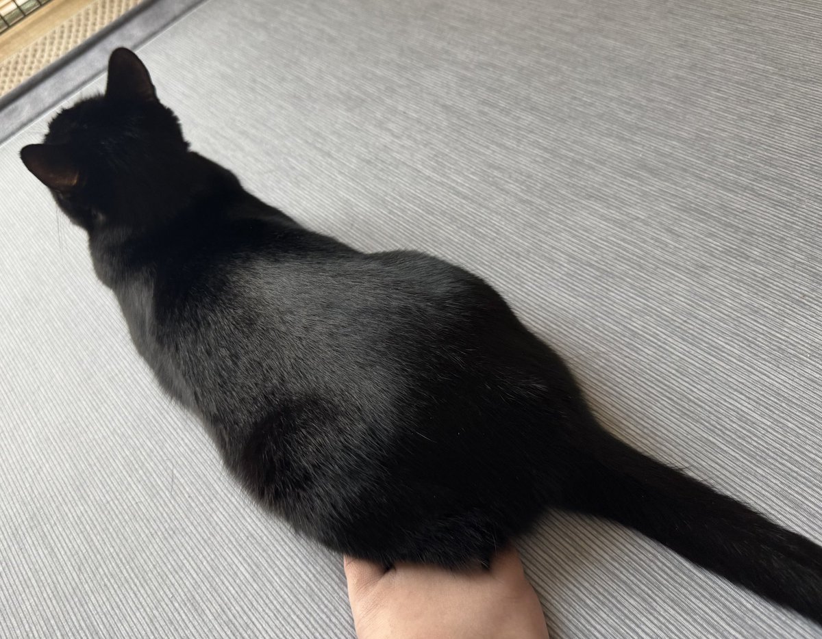 hanasatsu's tweet photo. さっちゃん…あのー…気づいてないのかな？🥹

#黒猫
#猫好き https://t.co/5IPMCbq0jT