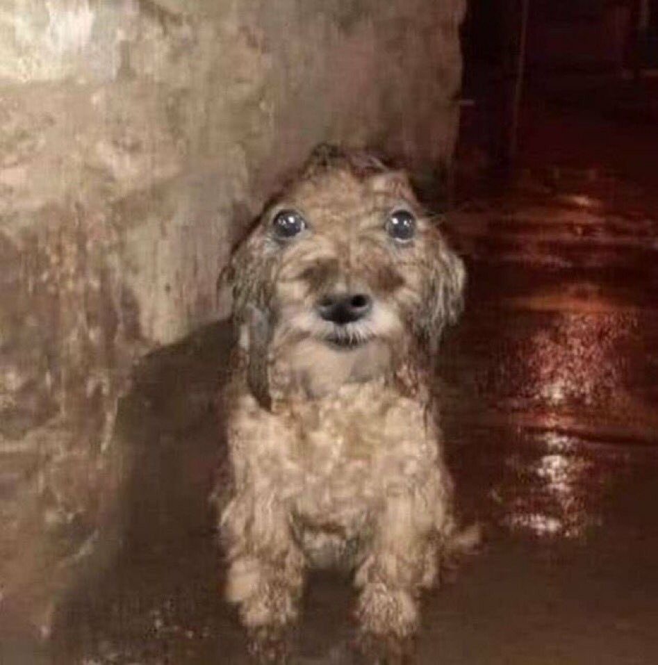 chocoflanbat's tweet photo. el único lugar de mi casa donde hay agua es en la cochera entonces me tuve que bañar afuera con la manguera https://t.co/Bl90F5R10N