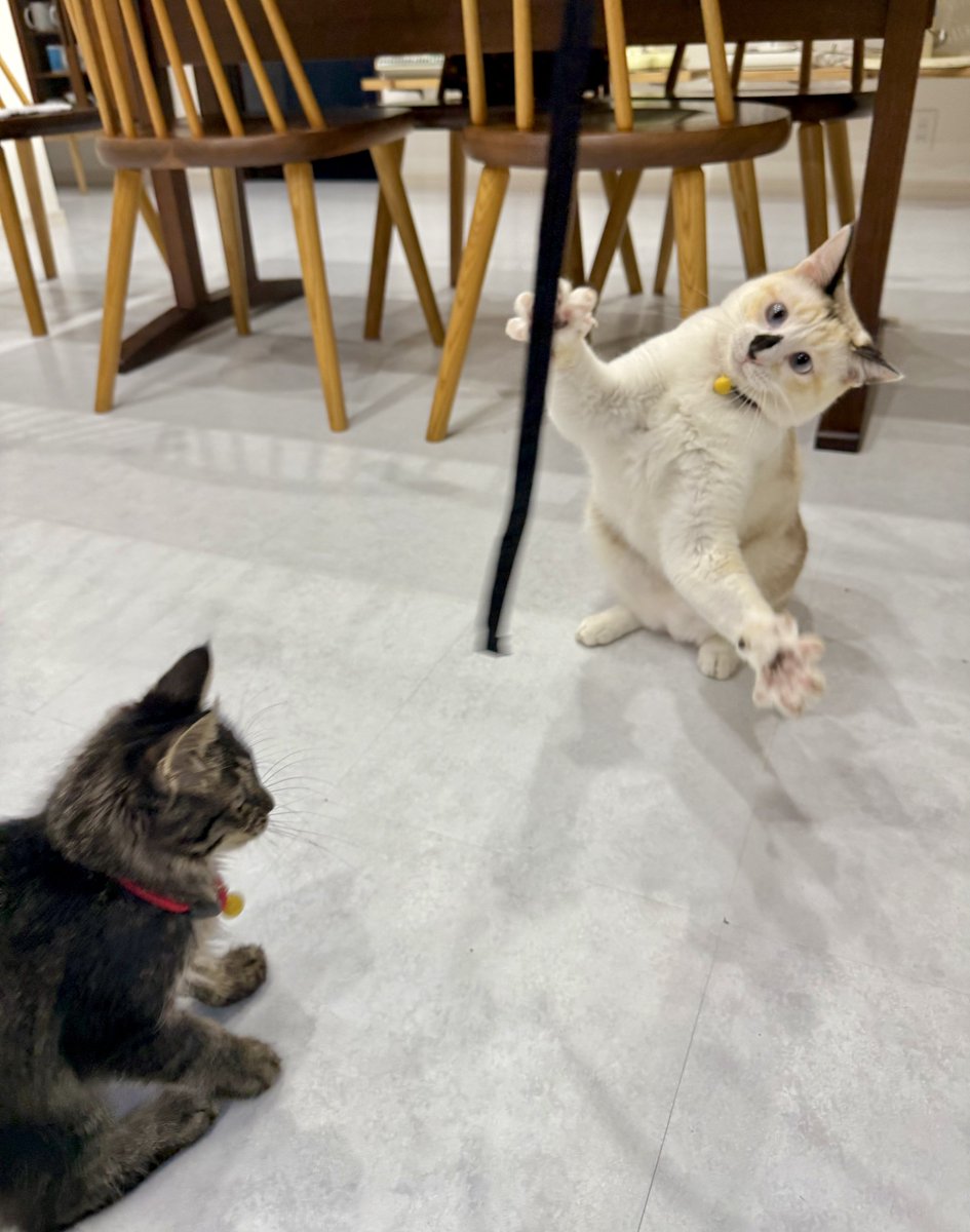 omochi_nam01's tweet photo. ずっと後ろで見守っていた先輩ネコ。 突然、リアクション芸指導で参戦。 https://t.co/TYmxt5egGU