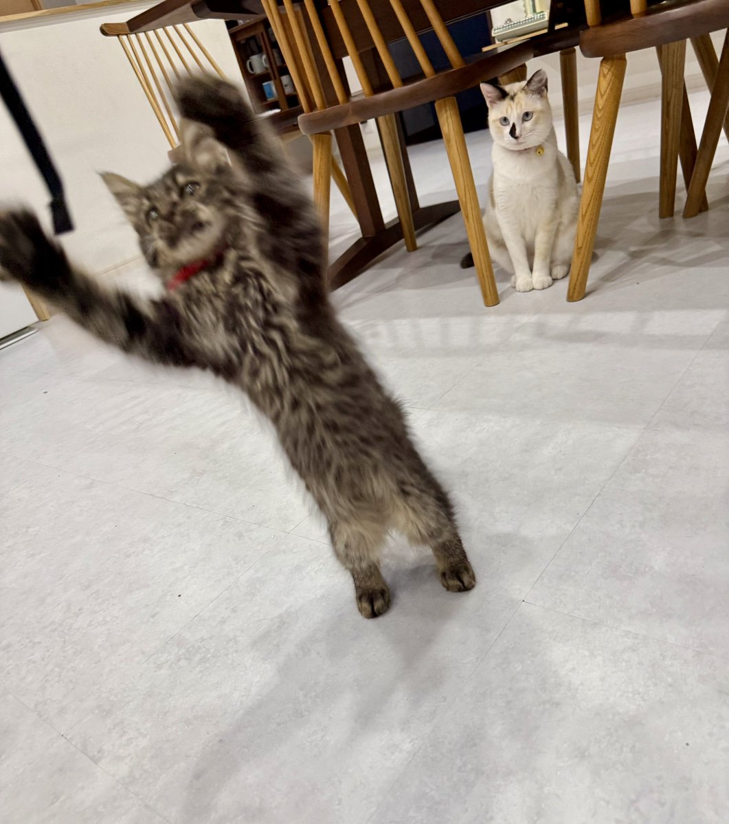 omochi_nam01's tweet photo. ずっと後ろで見守っていた先輩ネコ。 突然、リアクション芸指導で参戦。 https://t.co/TYmxt5egGU