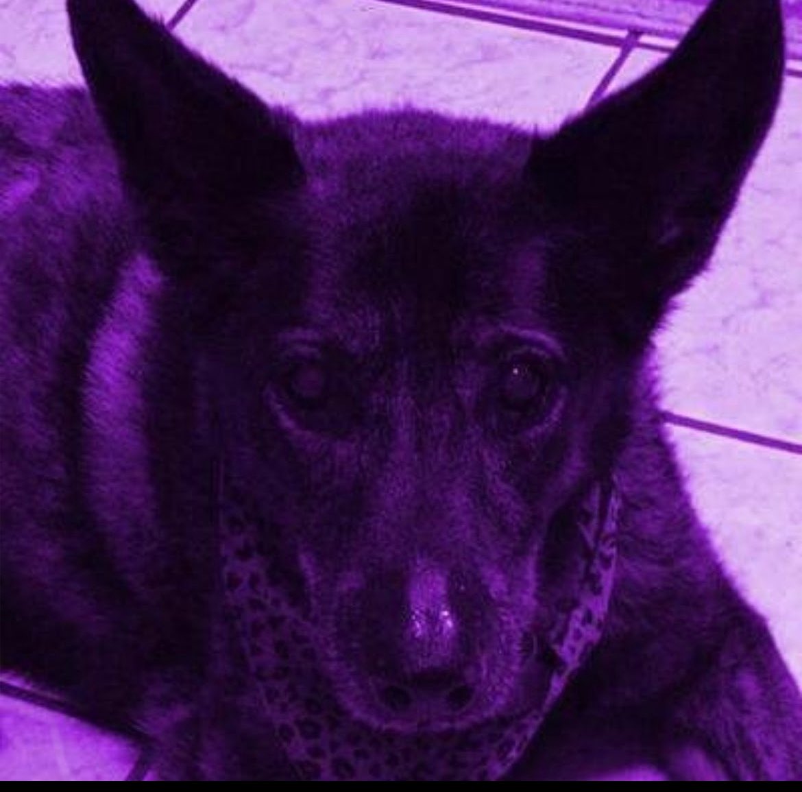 PrezdentBrandes's tweet photo. @realDonaldTrump @potus @WhiteHouse 

#DonaldTrump #POTUS

Can’t get any rest, Don.

Started off posting pictures of my dog in 2009, can’t Windex this one.

https://t.co/rMrlRY385v https://t.co/NcPes01lpy