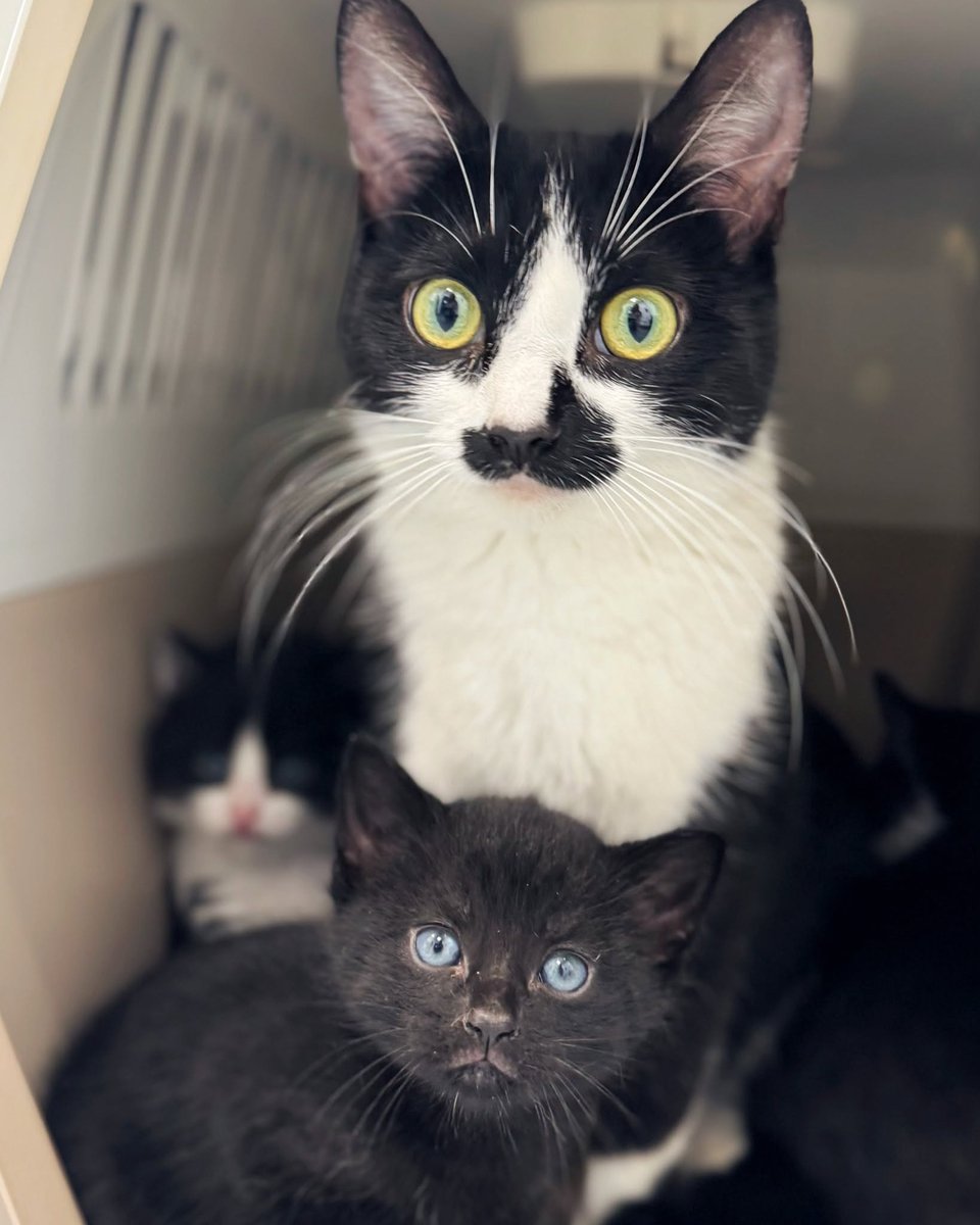 Battersea_'s tweet photo. 1 in 3 cats who arrived at Battersea last year were under six months old. 💔

Kittens need to stay with us until they're old enough to be rehomed, putting pressure on our space and resources. Neutering from four months old helps protect cats' health and prevent unplanned litters. https://t.co/CCXDTzVzkF