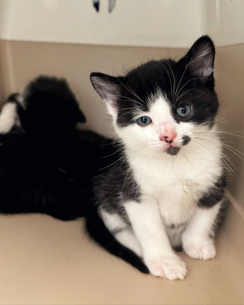 Battersea_'s tweet photo. 1 in 3 cats who arrived at Battersea last year were under six months old. 💔

Kittens need to stay with us until they're old enough to be rehomed, putting pressure on our space and resources. Neutering from four months old helps protect cats' health and prevent unplanned litters. https://t.co/CCXDTzVzkF