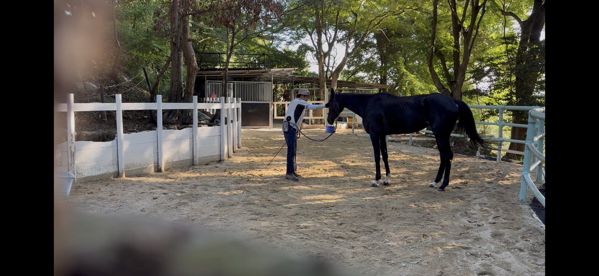 barrunju's tweet photo. まだ比較的に涼しい時間に
調教に行きました
間隔が詰まってる事もあり
スムーズに出来ました
また、しばらく間隔が開くので
次回また頑張ります
とても理解が良く吸収も早いので
助かります
このまま良い子に育って欲しいです https://t.co/Hqm9lRO5Mt
