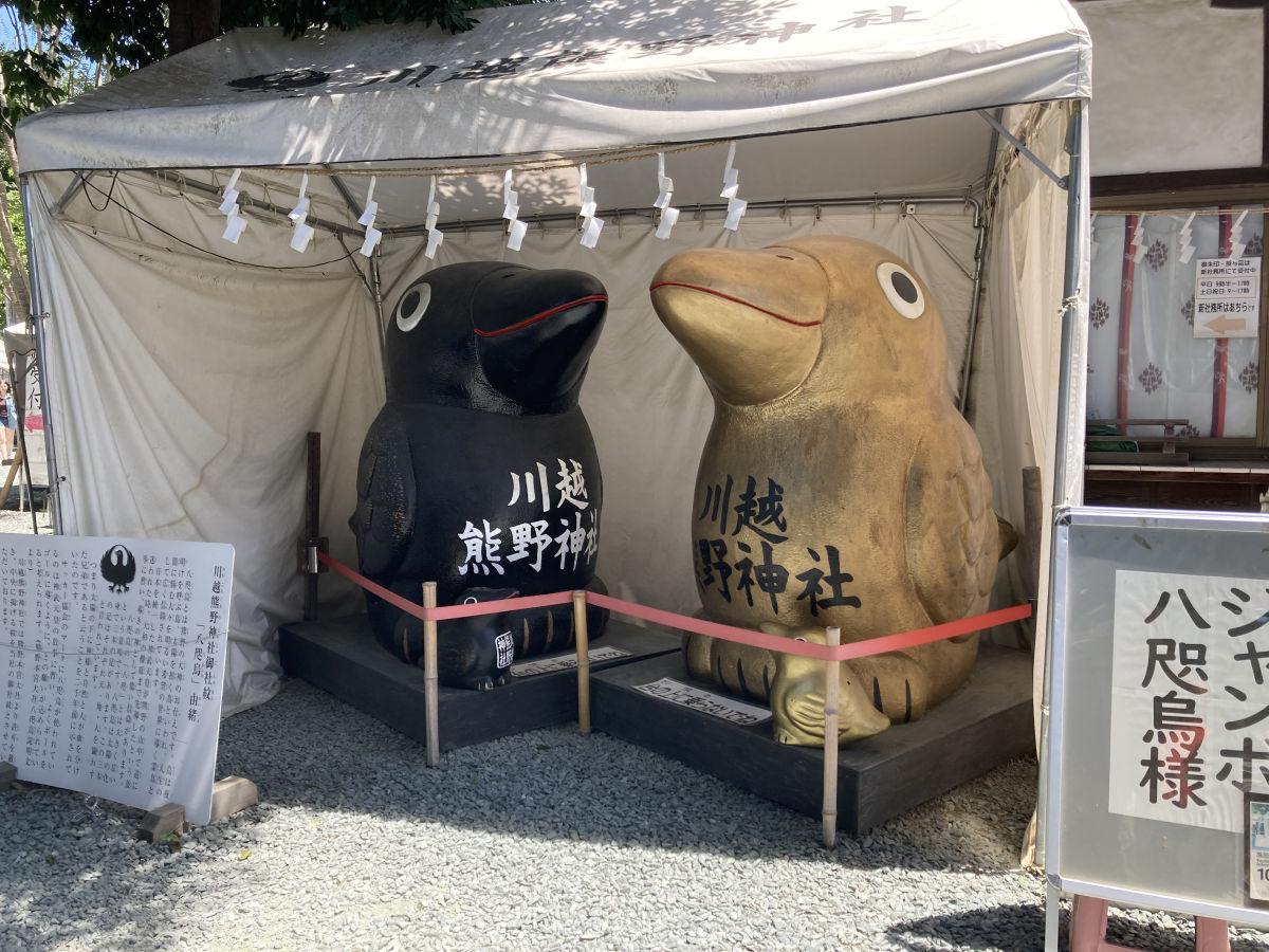 Ratty2099's tweet photo. 埼玉の川越をウロチョロと。
熊野神社を覗いたらヤタガラスが居たのでﾊﾟｼｬﾊﾟｼｬ📸
総本宮は和歌山にあり家紋に使っていたのは鉄砲傭兵の雑賀衆、ゲームで所縁があるのは仁王の孫一だの。
あと高校の漫画研究部が地元を舞台にした漫画作品を紹介してた。 https://t.co/epZ9N61Qcn