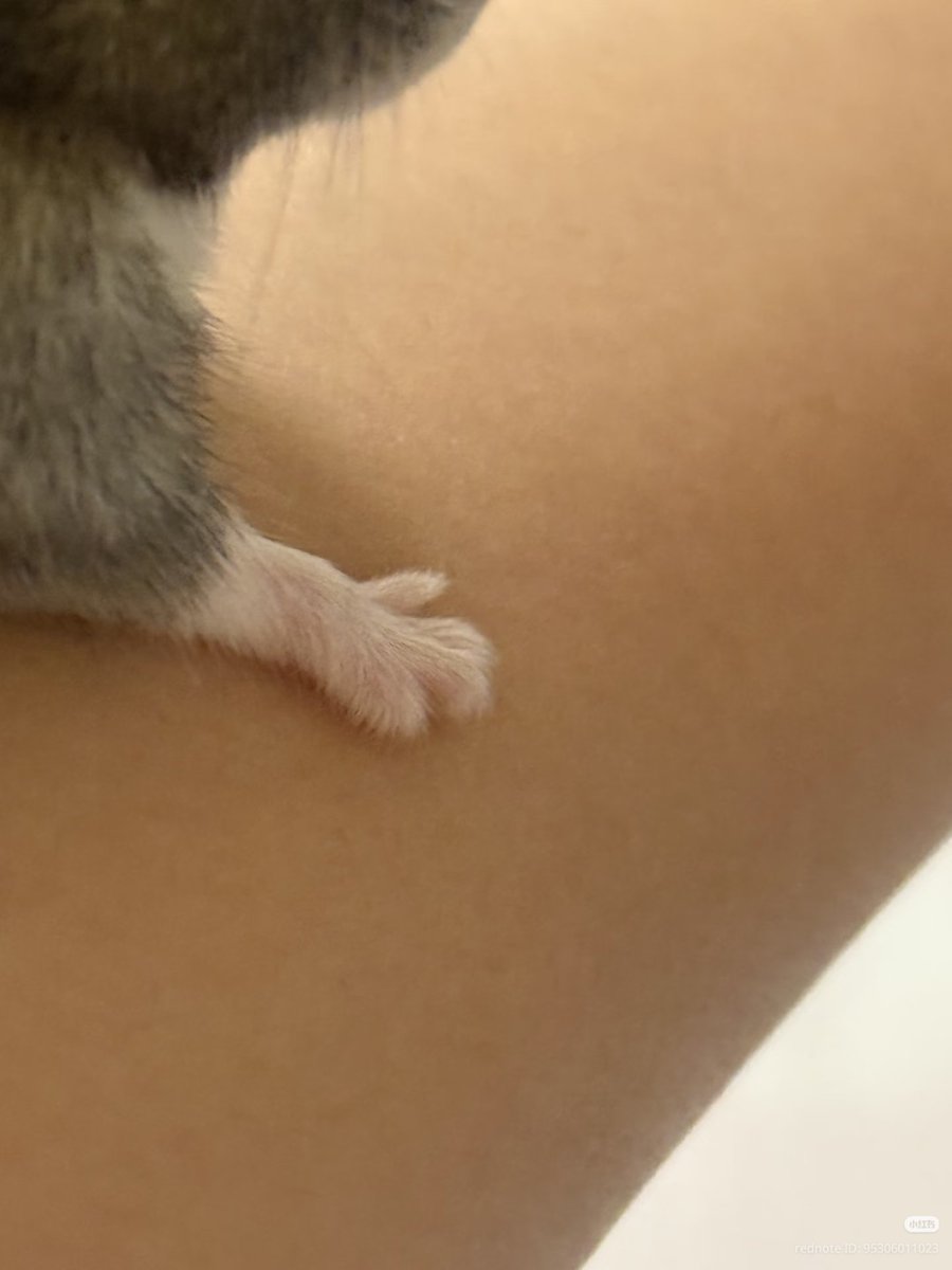 TweetsOfHamster tweet picture