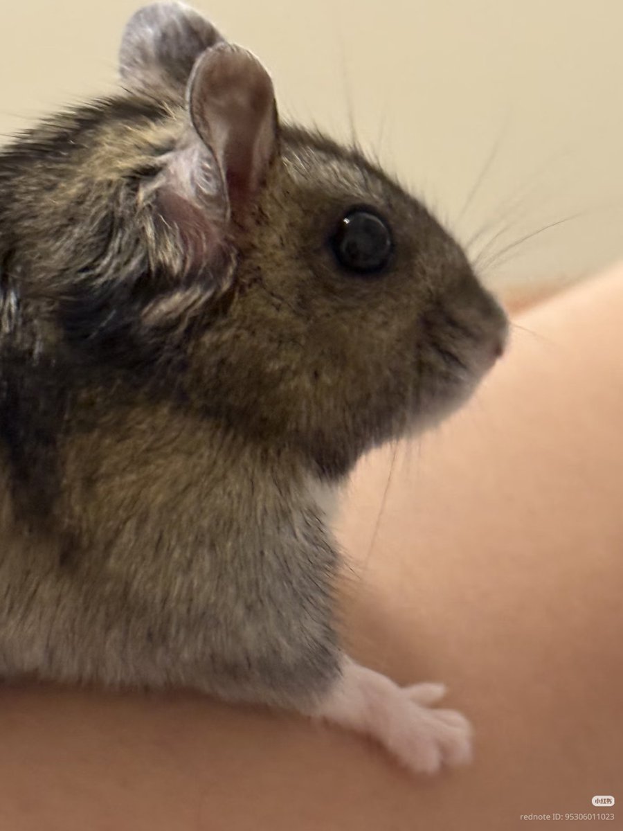 TweetsOfHamster tweet picture