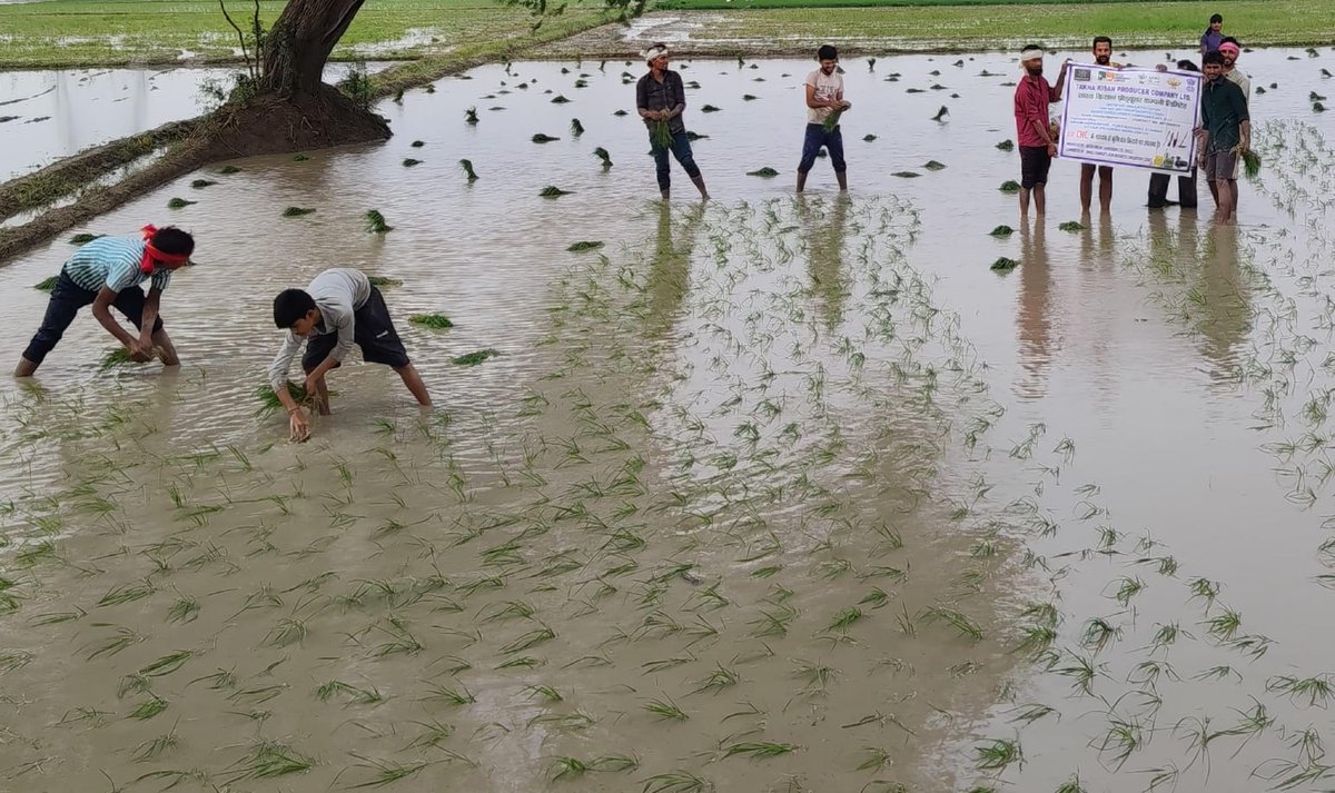 BasixKrishi's tweet photo. A field demonstration of Patanjali PROM (Organic Manure) was conducted by Takha Kisan FPO on paddy at Adharpur village, Etawah district, UP. Farmers also received hands-on training on its application and benefits for sustainable crop production. @BasixKrishi @AgriGoI @PypAyurved https://t.co/dQnWYr3Jq7