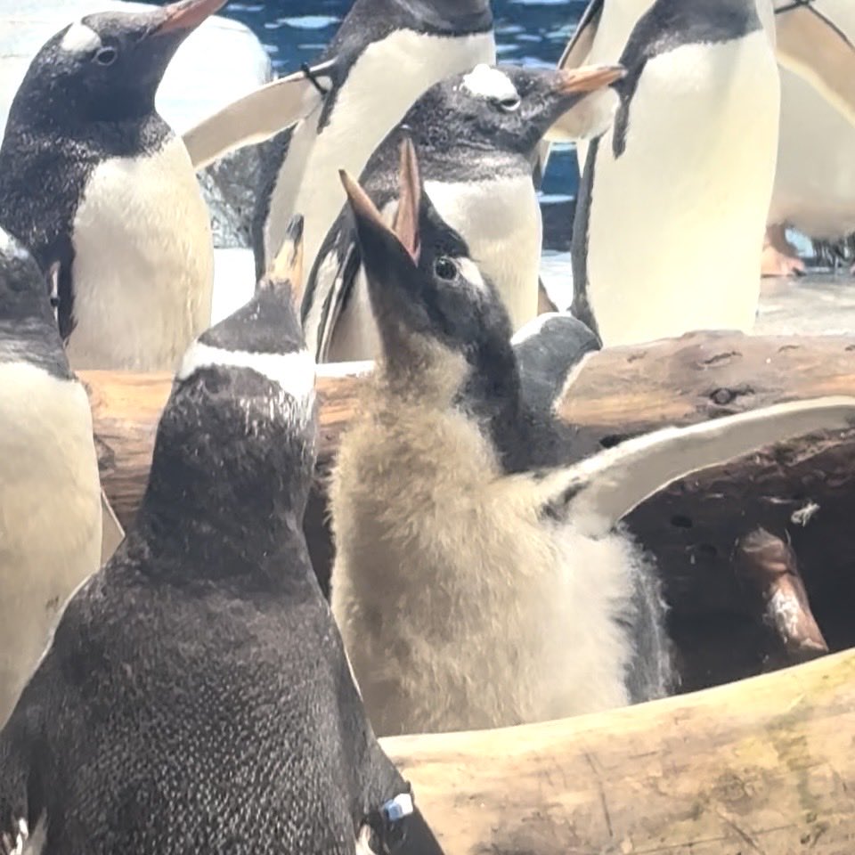 sumipen0712's tweet photo. 天使のよう✨✨🐧🪽

2026/8/1撮影
#海響館 #ジェンツーペンギン #ジェンツーペンギンヒナ https://t.co/aRrP9uhqMh