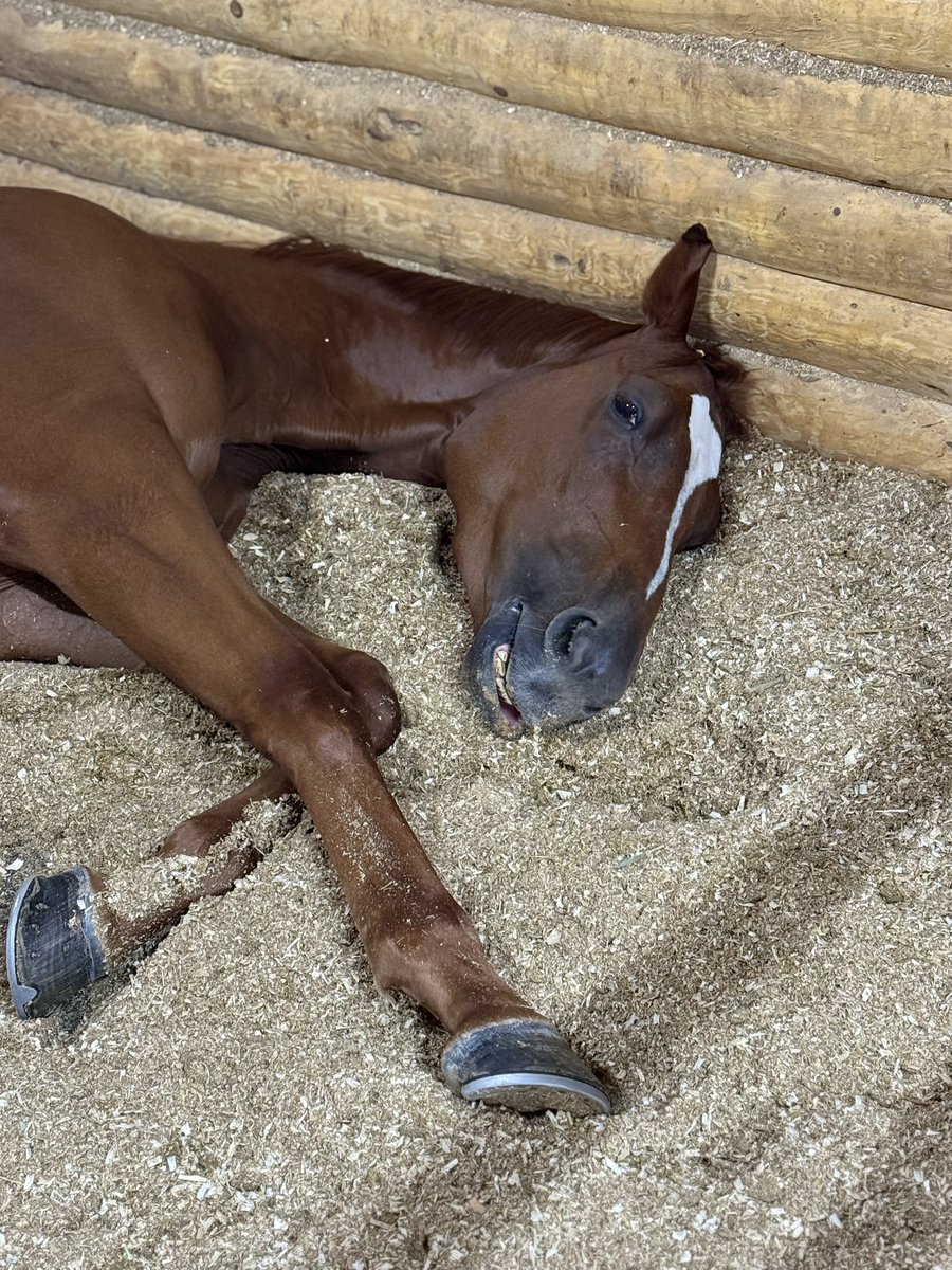 mkhurkk3's tweet photo. 金曜日から浦和開催です🏇
個人的な予定は
【金曜日】9Rサノノラブミー
【月曜日】10Rサノノレインボー
【水曜日】6Rタツノドリーム
です🏇フォーゲルヴァイデはプチ夏休みでおやすみになります！
真夏の浦和開催、全人馬無事に終わりますように…！！ https://t.co/AcHuBr7sG0