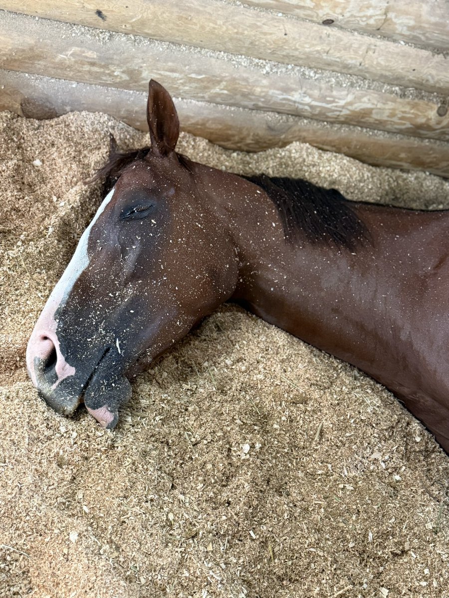 mkhurkk3's tweet photo. 金曜日から浦和開催です🏇
個人的な予定は
【金曜日】9Rサノノラブミー
【月曜日】10Rサノノレインボー
【水曜日】6Rタツノドリーム
です🏇フォーゲルヴァイデはプチ夏休みでおやすみになります！
真夏の浦和開催、全人馬無事に終わりますように…！！ https://t.co/AcHuBr7sG0