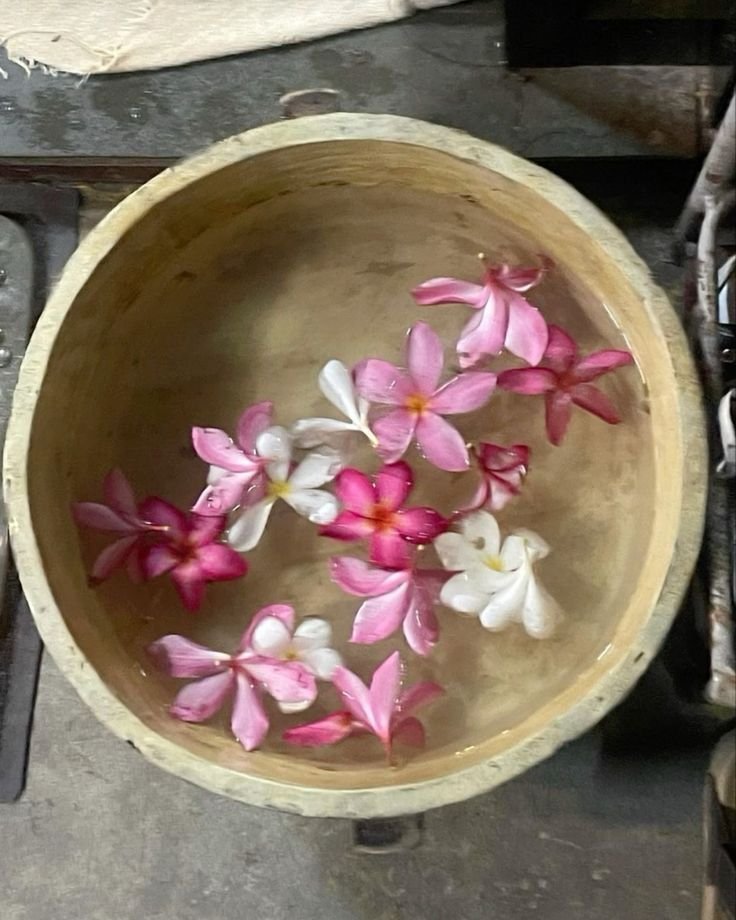 hazeandvine's tweet photo. a tropical summer life https://t.co/uls1OwjhU4