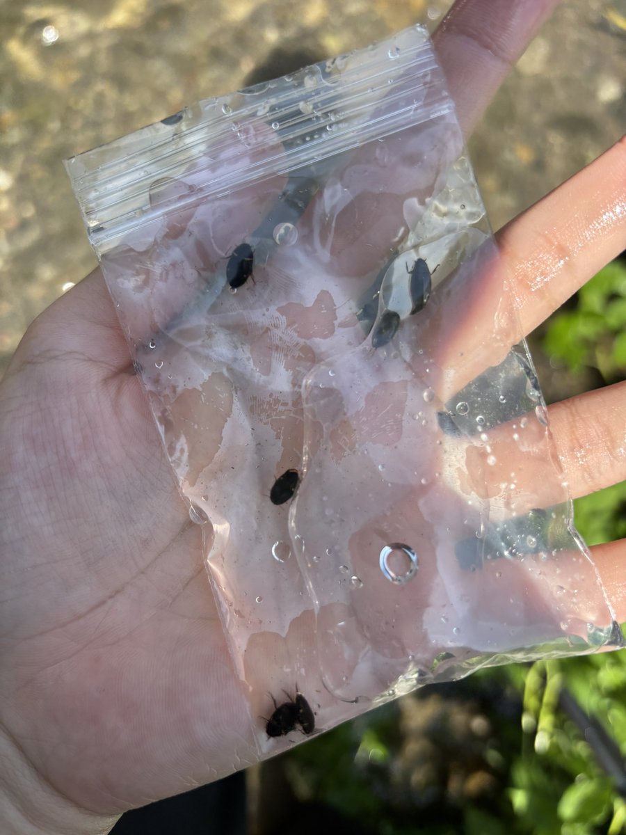 Lucanus_daidol's tweet photo. モンキマメいい虫やな https://t.co/xu0s8Bcck4
