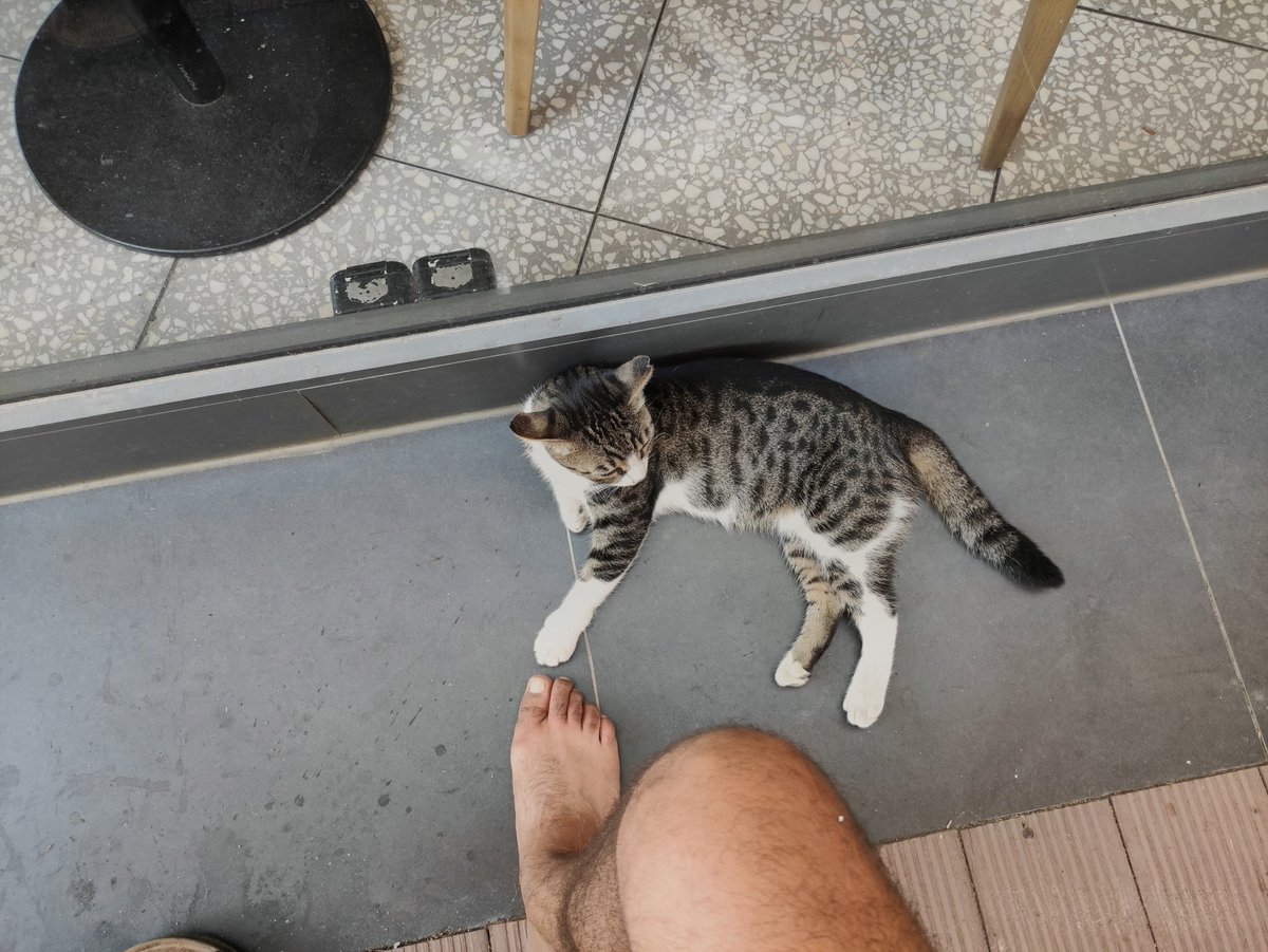 volodex's tweet photo. İlk başta haberi yoktu ama ikinci fotoğrafta "çek naan pis ayağını çizerim her yerini" der gibi bakışı...
En azından Michelangelo’nun o meşhur resmine göndermemizi yaptık. İkimiz de tanrıya inanmıyoruz. Bizimkisi bir bağ hikayesi.
#kedi #ateist https://t.co/itCNeHVjpH