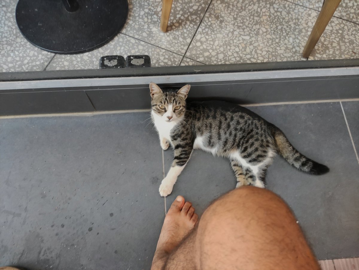volodex's tweet photo. İlk başta haberi yoktu ama ikinci fotoğrafta "çek naan pis ayağını çizerim her yerini" der gibi bakışı...
En azından Michelangelo’nun o meşhur resmine göndermemizi yaptık. İkimiz de tanrıya inanmıyoruz. Bizimkisi bir bağ hikayesi.
#kedi #ateist https://t.co/itCNeHVjpH