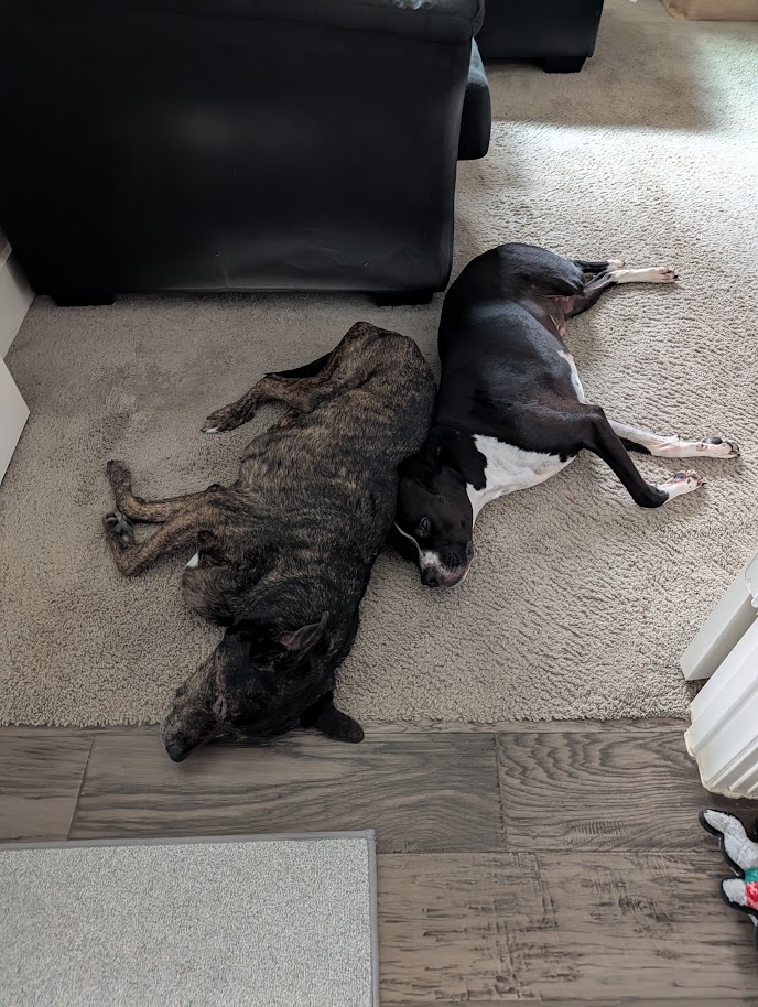 FDegise's tweet photo. @SirBailey2 Welcome!! Hi from Molly and Samson!! https://t.co/6jEhTYNhPo