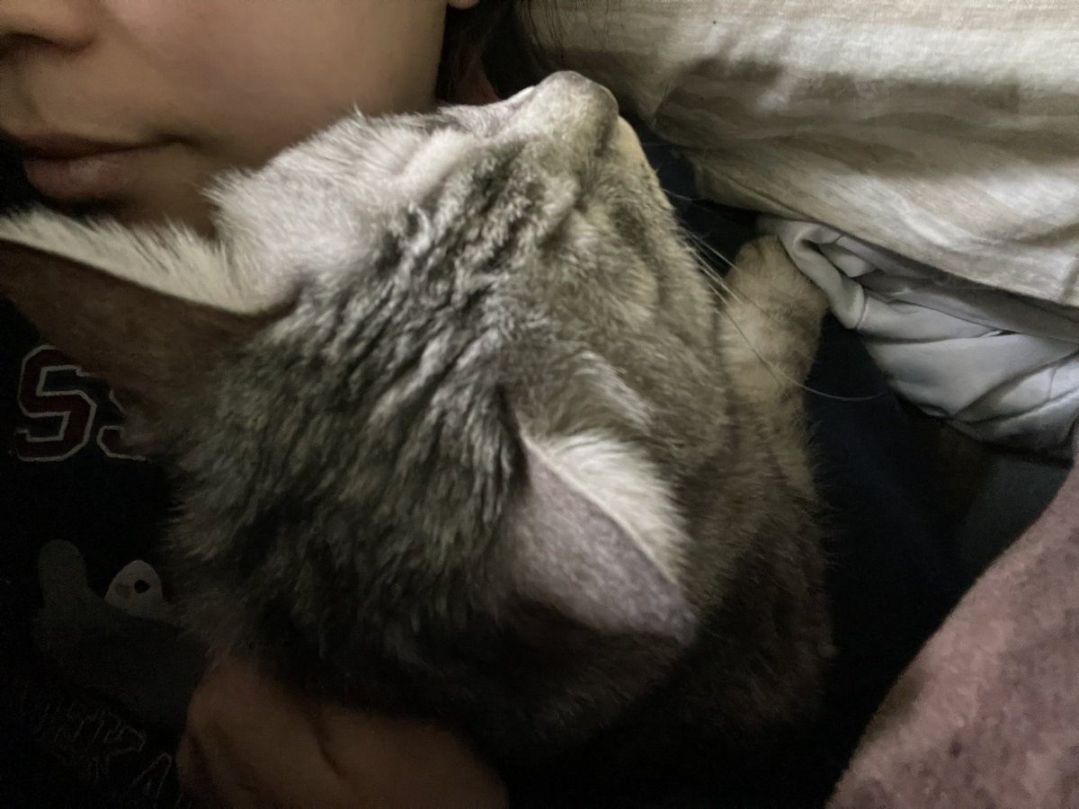 coco_cat_coco's tweet photo. 季節感ないシリーズ
人間と一緒に毛布に入って寝ることしたココさん。

#猫 https://t.co/4yLdxlAkV2