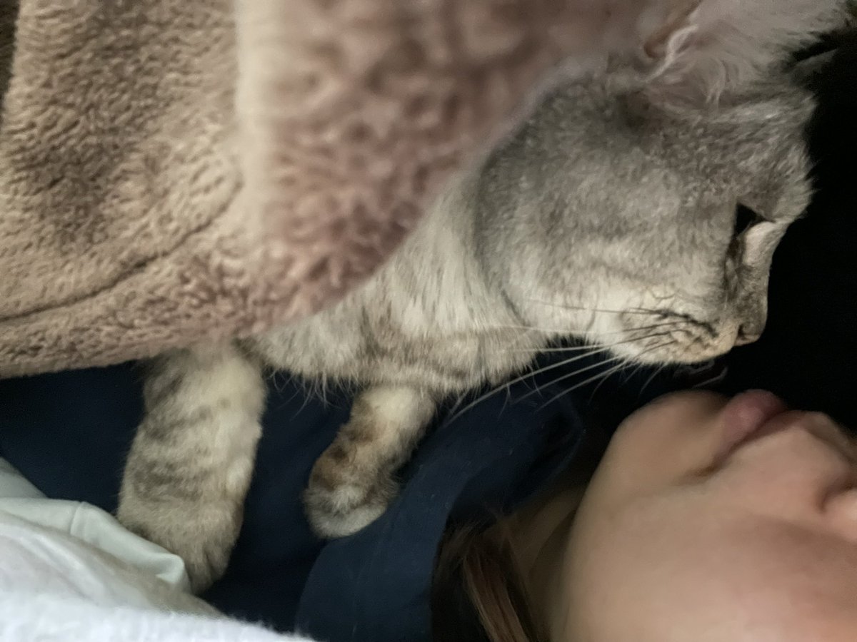coco_cat_coco's tweet photo. 季節感ないシリーズ
人間と一緒に毛布に入って寝ることしたココさん。

#猫 https://t.co/4yLdxlAkV2