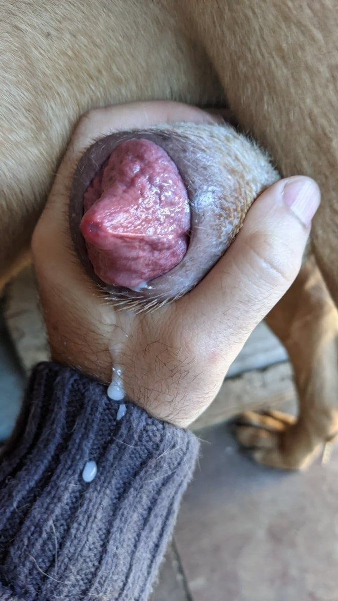 Seraphina_Paws7's tweet photo. Zoo model who gives pleasure to her dogs because she likes so much dog! Dm via TELEGRAM
https://t.co/SpHCCeHTZu
#zoophillia #zoosarevalid #beastiality
#dogknot #zooprideisvalid #zoo
#antizoo #antizoophileantizoo #k9girl #zoopride
#zoophilepride #zoopositivity
#beastialitystory https://t.co/X2Hsipvt3f