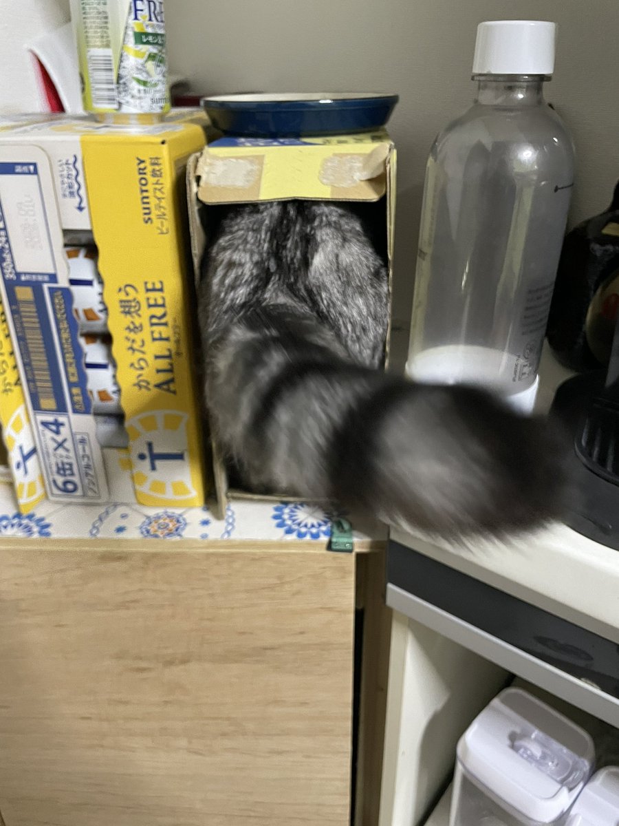 coco_cat_coco's tweet photo. 箱に侵入するも降りれなくなって困り果ててるココさん

#猫 https://t.co/htuGYanWXw