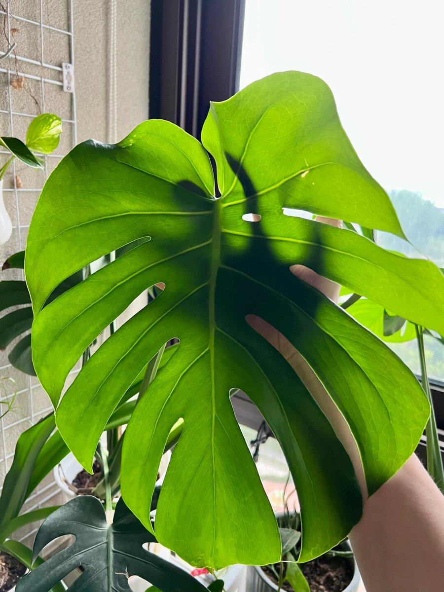 Huda38639141's tweet photo. Just found out my desk mate used post-it notes labeled "Office Plant Dad" to hide his succulent collection from our strict supervisor. He tried to play it off like it's a productivity tracker when she walked by—we still haven't busted him... yet. https://t.co/1GTGbfpiJE