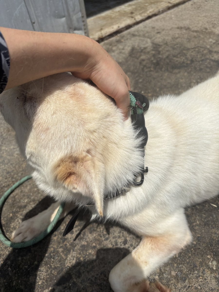 busananimal_'s tweet photo. 공고번호 부산 - 강서 - 2026 - 00220
보호소에 중형견 10마리가 함께 들어왔습니다
아마 식용개농장 이거나 애니멀호더일 가능성이 높아보이더라구요 같이 들어온 친구들이 전부 중대형견이라서 산책 한번도 나가지 못한 아이들은 전부 목줄 착용 시 겁을 먹더라구요ㅠㅠ 
그 중 사람을 제일 좋아하는 아이입니다!ㅠㅠㅠ 
사진만봐도 얼마나 착둥이인지…. 감이 오시죠🥹🥹
