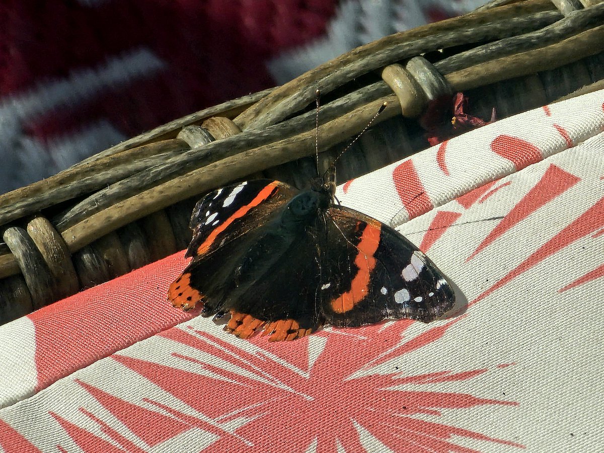 Harrod15S's tweet photo. Just a beautiful Red Admiral #butterfly sitting on my garden bench taking in the cooler morning sunshine and building up for another busy day #gardeningforwildlife #wildlifeformentalhealth #natute https://t.co/v8LoRXiBbA