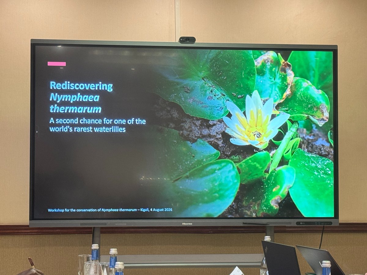 IucnRwanda's tweet photo. Yesterday @IucnRwanda held a workshop on urgent conservation action for the critically endangered Rwandan Waterlily (Nymphaea thermarum).

The workshop provided an opportunity to strengthen collaboration, share knowledge and advance conservation actions for Nymphaea thermarum. https://t.co/IxVL6MmNFn