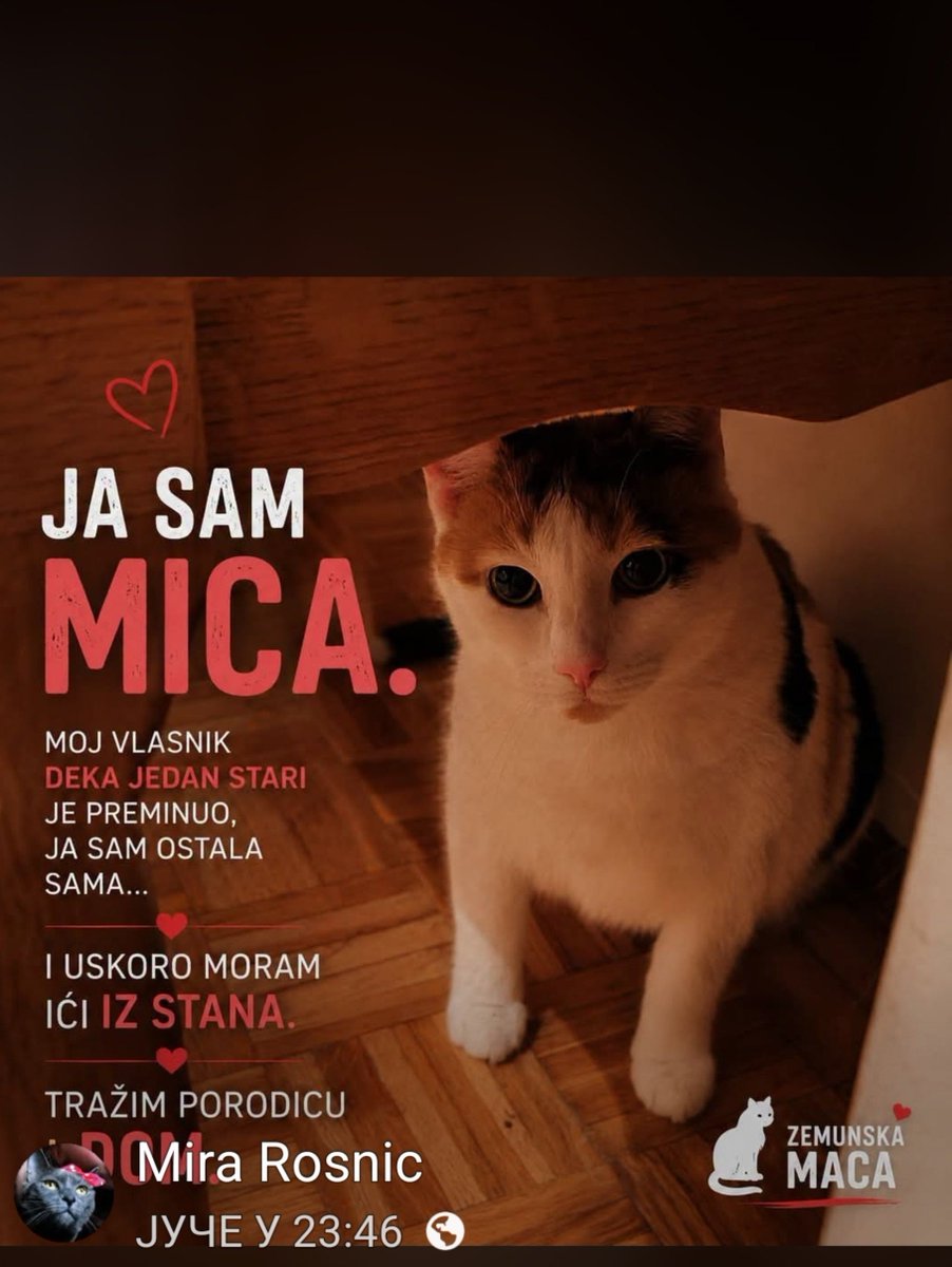Kamikaza27's tweet photo. Mica hitno trazi dom! Predivna je, svom deki je donela neizmernu srecu u poslednjim danima i produzila mu zivot, vama ce doneti ljubav i srecu! https://t.co/79e2wqCMbC