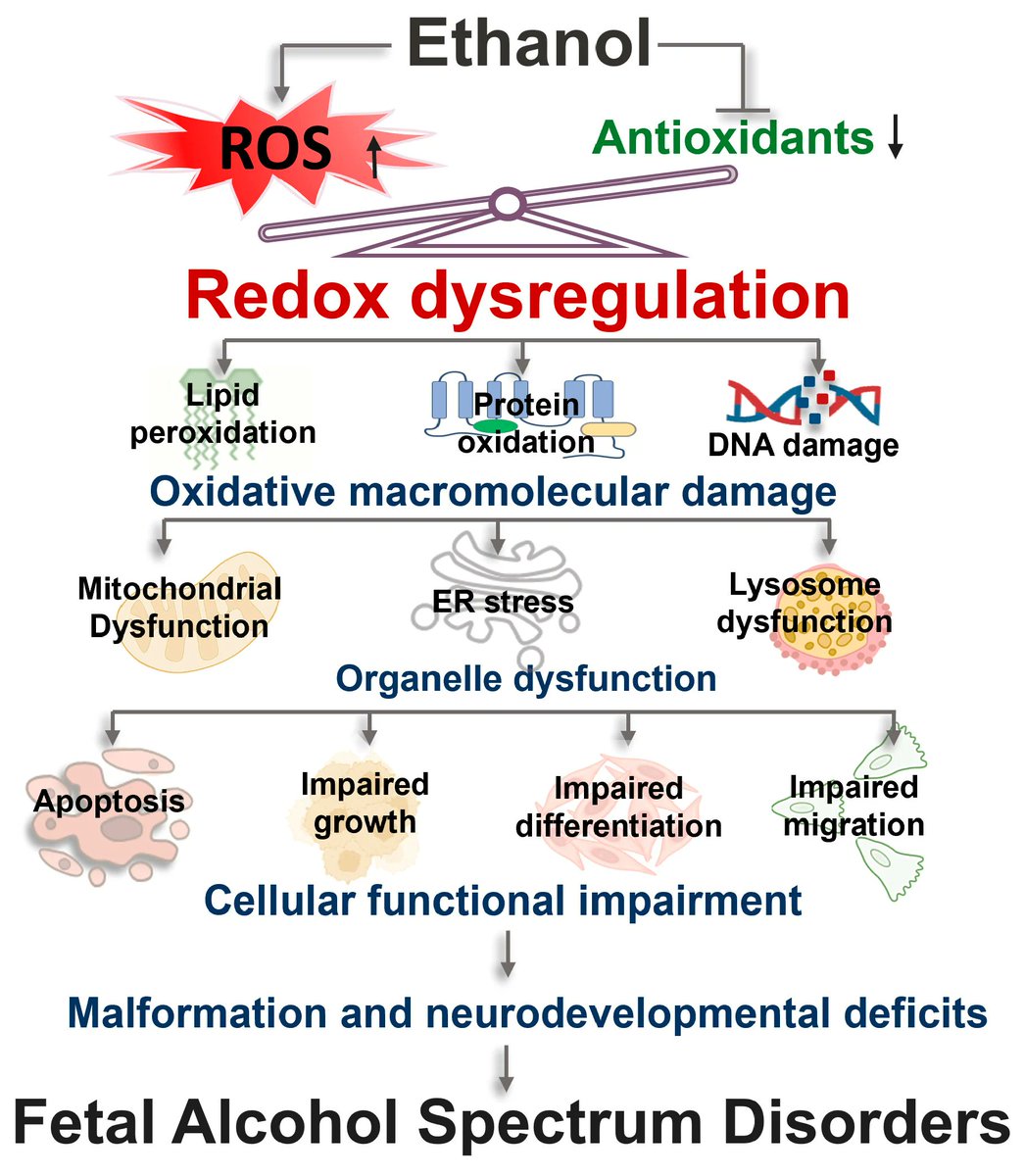 antioxidants_OA's tweet photo. ๐ Molecular Networks of Redox Dysregulation in Fetal Alcohol Spectrum Disorders: Mechanisms and Therapeutic Prospects
โ๏ธ Xiaoqing Wang and Shao-Yu Chen
๐ https://t.co/723kgPTPLx
#Antioxidants #FASD #BrainHealth #OxidativeStress #RedoxBiology #Neuroscience https://t.co/Eb3fdSv3AT