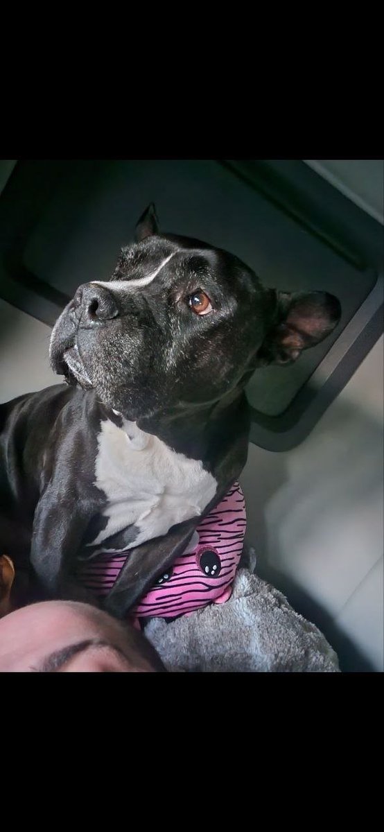 _Nightox_'s tweet photo. @ddivixx $MOOKIE is about to do much more.
sitting at 5k mcap
whales are trooping in.
Avoid FOMO and get in on this.
The cutest dog on sol

CA: 7dqU5ByBbY86Fy94xQ7eb6Q11AdQ6vj1ZfUfMDLZpump https://t.co/niC4j2kmdH