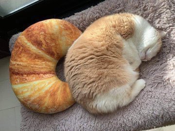 iyasinohako's tweet photo. クロワッサン https://t.co/MHcdK2vQxv