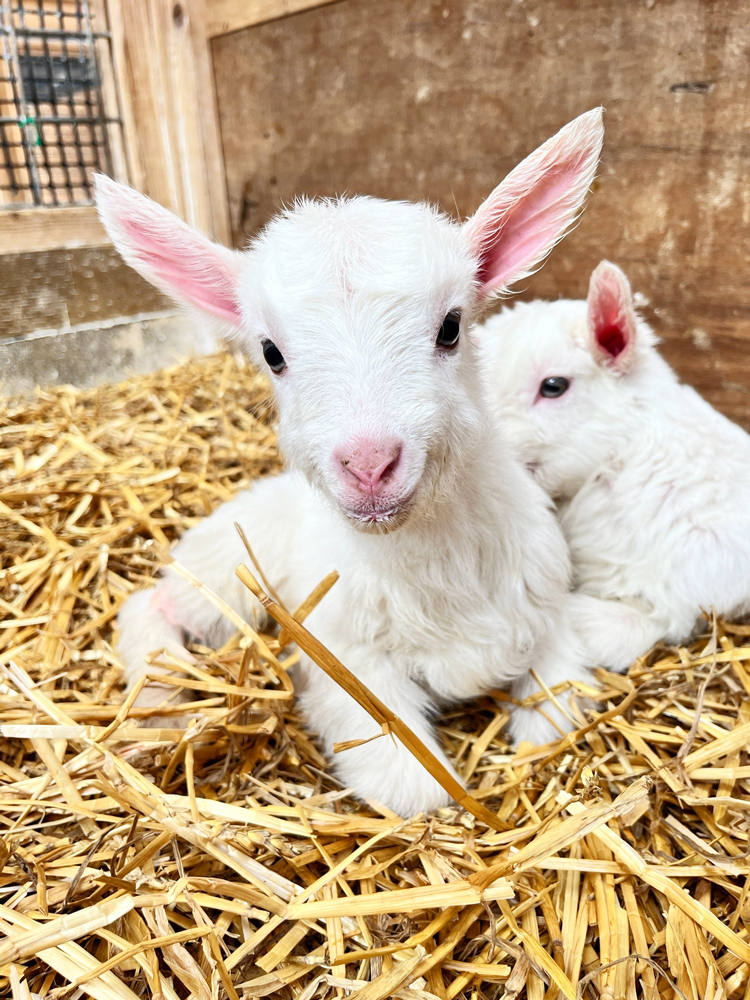 _petitechevre's tweet photo. ミルクを飲んで満足げな赤ちゃんやぎがかわいい🥰🐐🍼 https://t.co/Pk1RlEHdBp