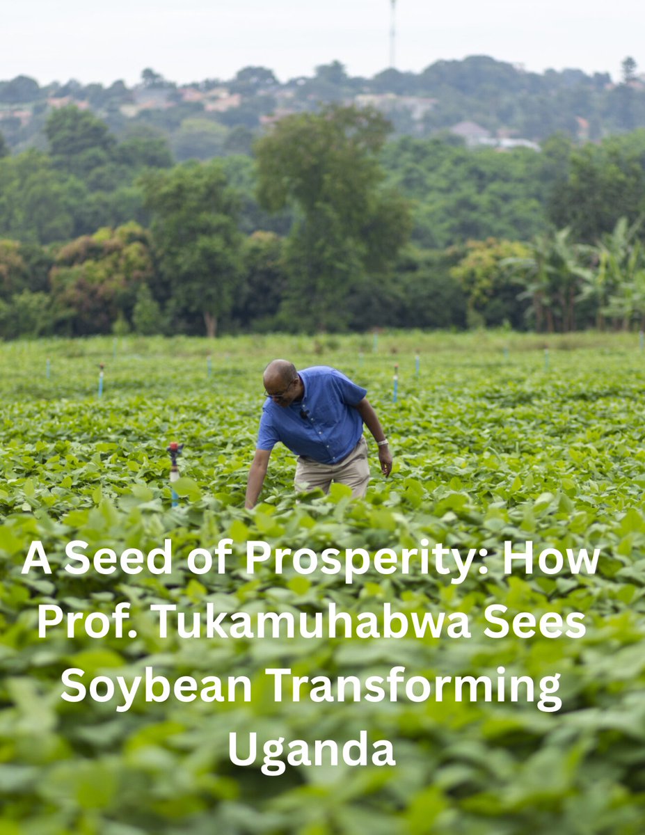54ScienceAfrica's tweet photo. More than three decades of research have produced Uganda’s most resilient soybean varieties. With support from @RIFMakerere, researchers are now venturing into value addition, making soybean milk and yoghurt production out of it. @MuhammadJjumb.
Read: https://t.co/bFbX38Olsw https://t.co/fUDasRNdY5