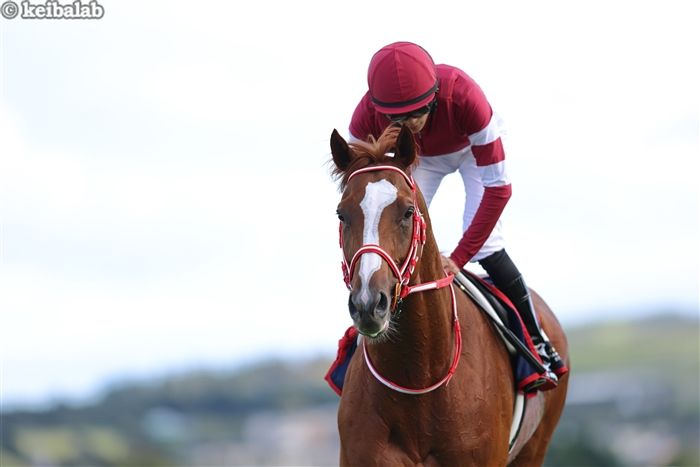 keibalab's tweet photo. JRAはコスモキュランダ、シンエンペラーの2頭が10月24日、オーストラリア・フレミントン競馬場で行われるコックスプレートに予備登録したことを発表しました。
#コックスプレート #コスモキュランダ #シンエンペラー
https://t.co/jFwWqulXvf https://t.co/CUymIEmsYe