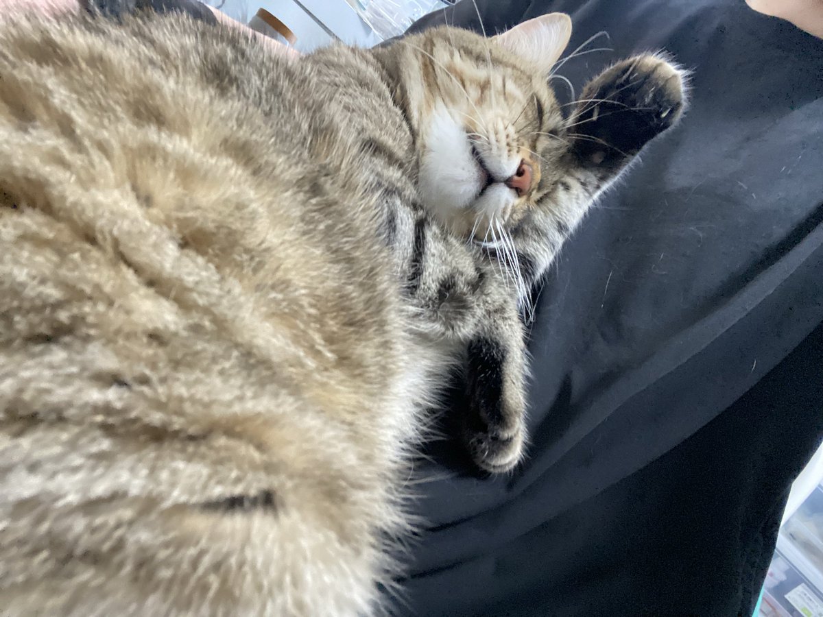 Marock_0918's tweet photo. 当たり前のように仕事部屋に乱入してきて当たり前のように猫奴隷の膝の上に座り、当たり前のようにくつろぐまろっく様可愛いィイイイィイイイィイイイィイイイィイイイィイイイィイイイィイイイィイイイィイイイィイイイィイイイィイイイィイイイィイイイィイイイィイイイィイイイィイイイィイイイ！！ https://t.co/Ppeq0Ejszg