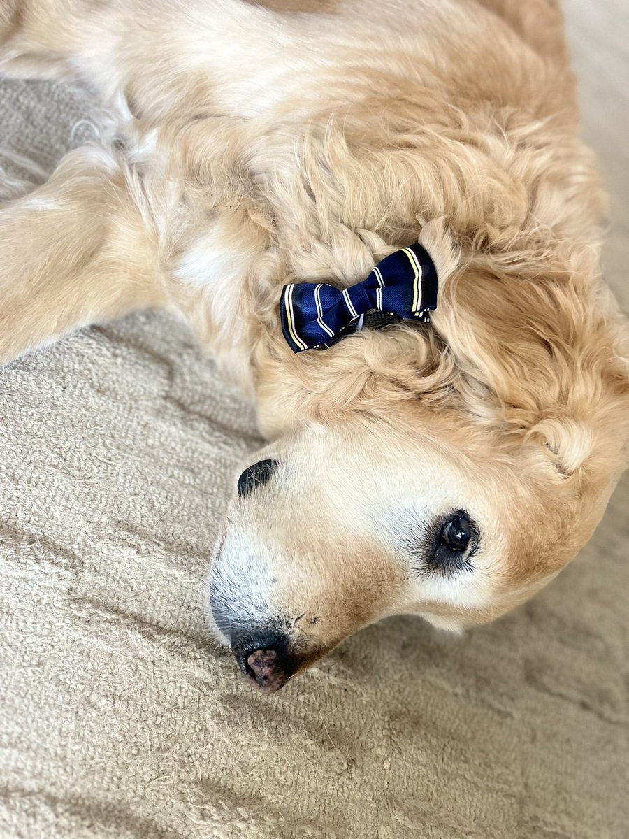 spannerre's tweet photo. Mr Spaghetti Legs has earned himself another bow tie, 14 years &amp; 8 months
Can we get a like @rickygervais https://t.co/fY7doIqYsx